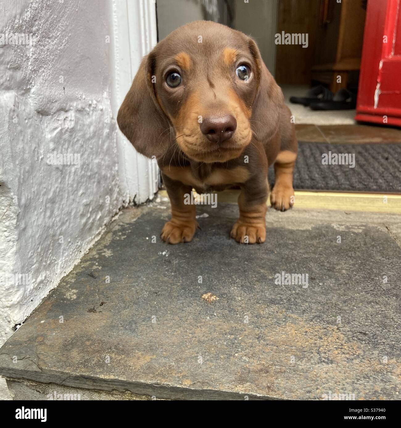 Puppy miniature dachshund Stock Photo