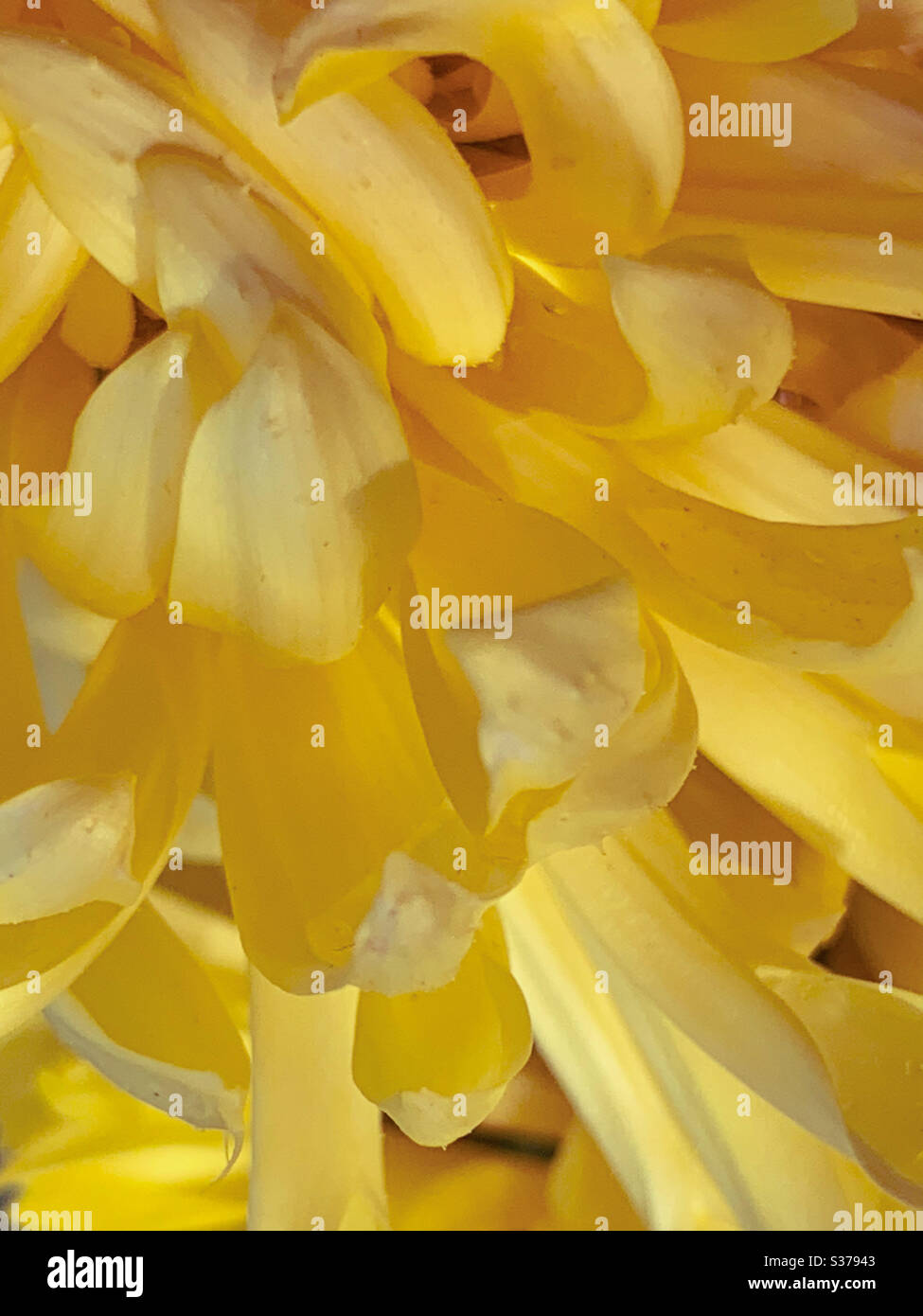 Macro of yellow chrysanthemum flower petals, a full frame of yellow colour - Smartphone Captured Stock Image