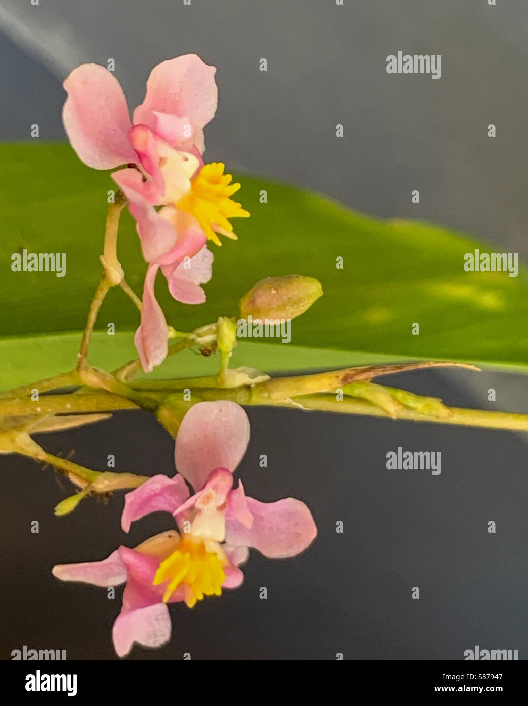 On reflection. A delightful look at Two tiny pink Oncidium orchids, one looking like the other ones reflection, with a green leaf behind and blue grey background Stock Photo