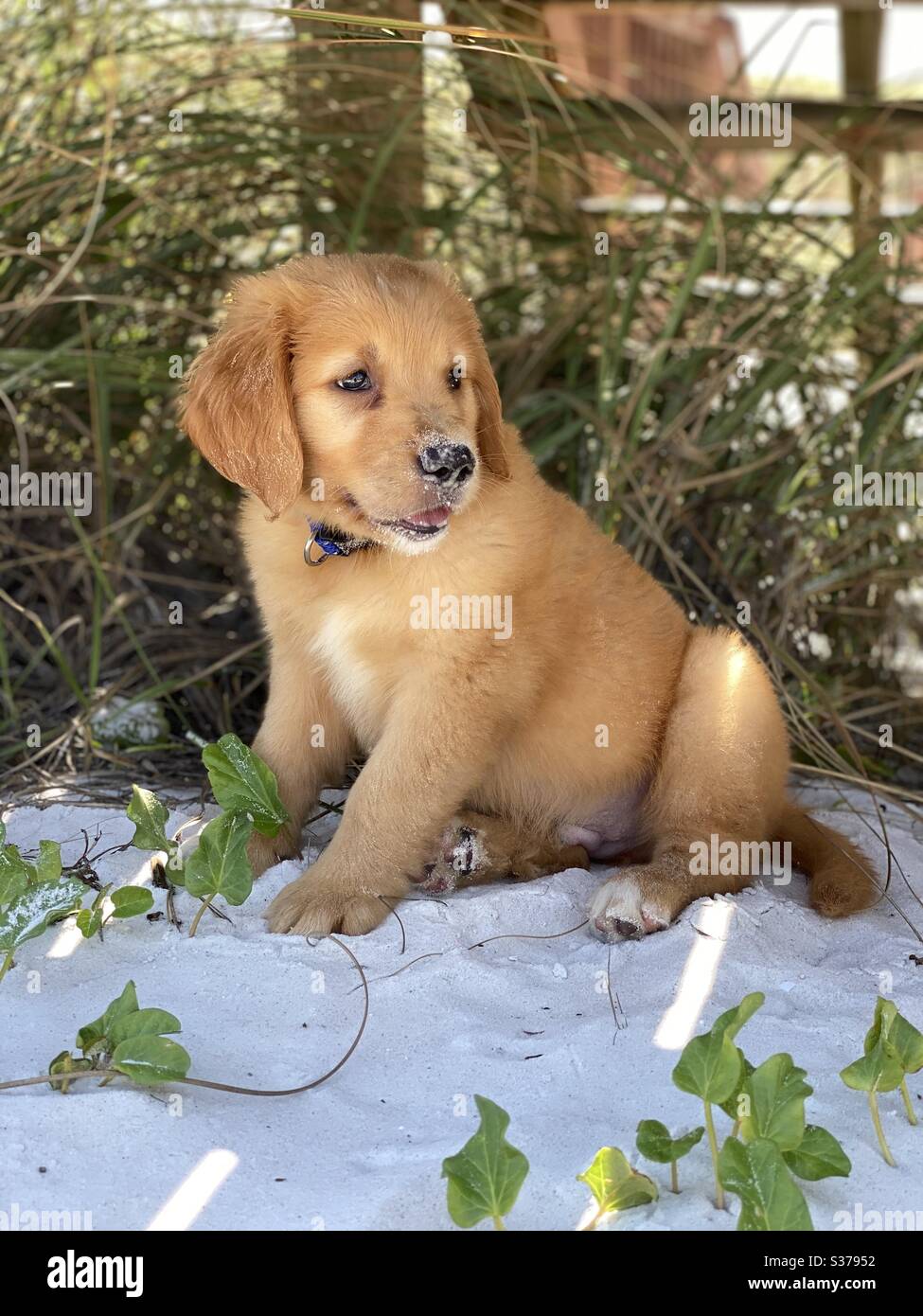 White sand english golden retrievers sales