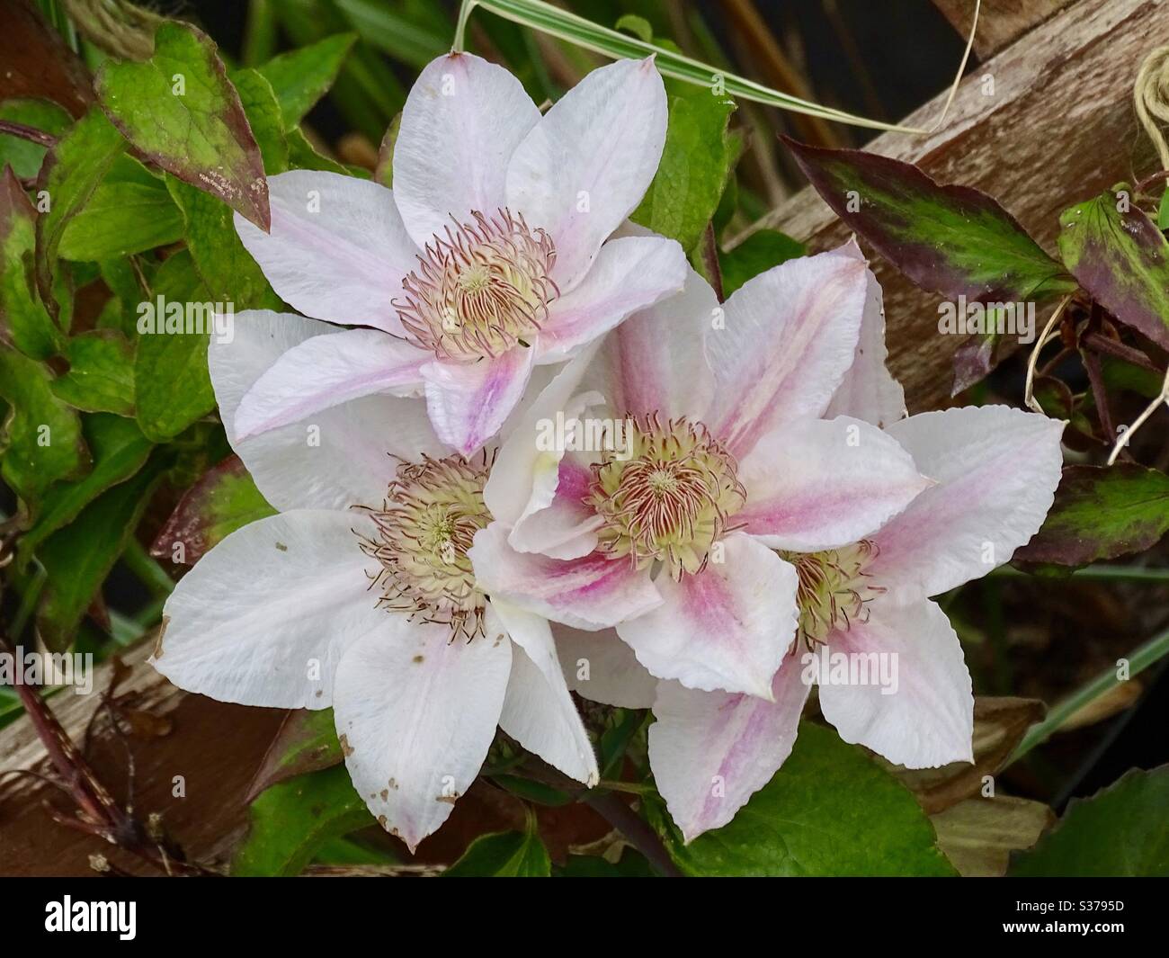 Cluster of delicate clematis flowers in early summer Stock Photo