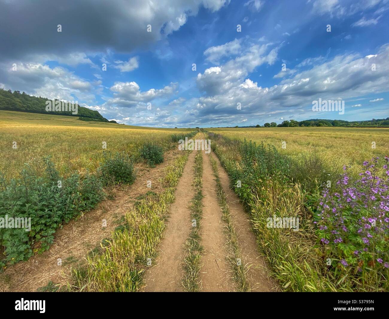 Footpath through a summer field Stock Photo