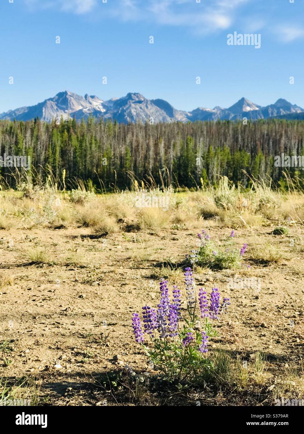 Purple wild flowers in the foreground of scenic mountains and pine trees. Stock Photo