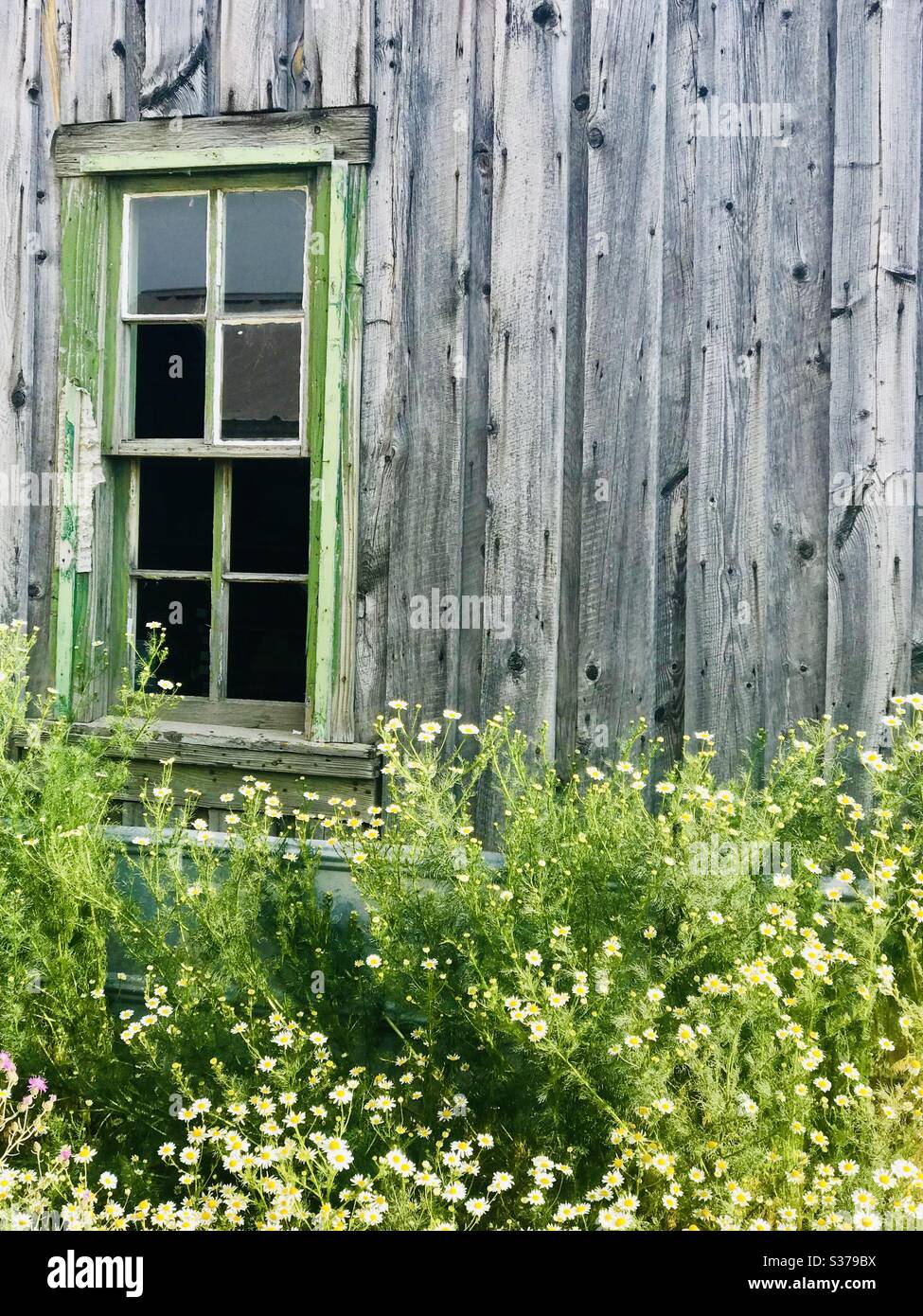 A green painted window sill on a rustic wooden cabin surrounded by wild flowers. Stock Photo