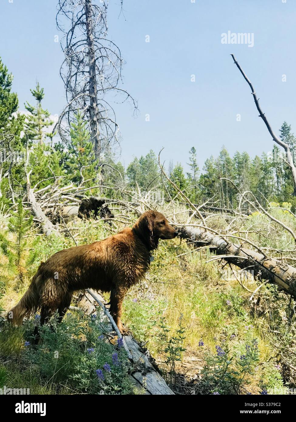 A wet golden retriever dog standing on a log exploring the mountains. Stock Photo