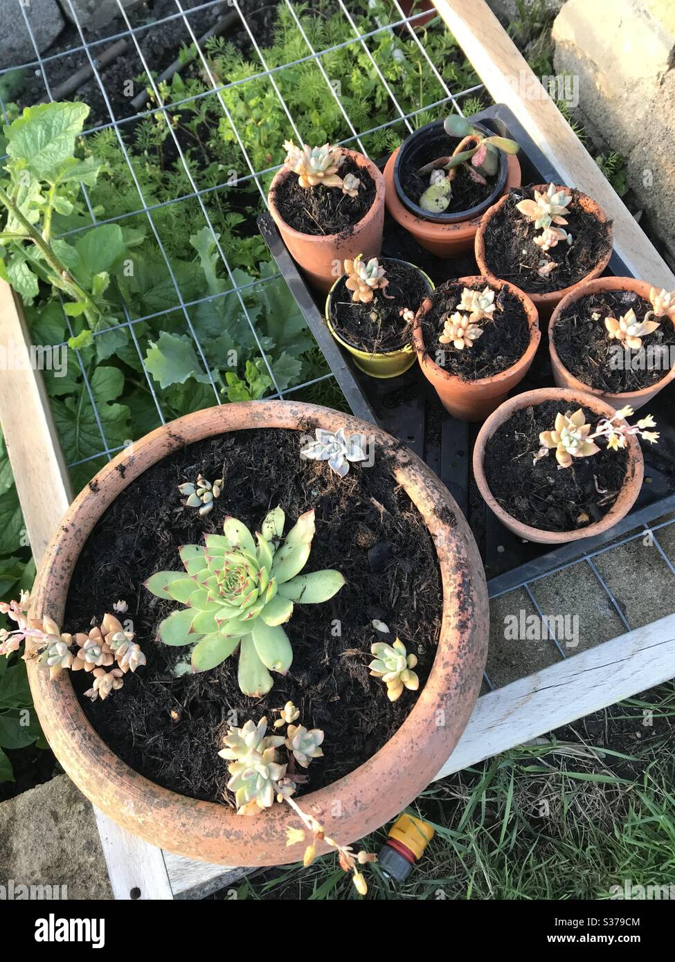 Succulents in terracotta pots Stock Photo Alamy