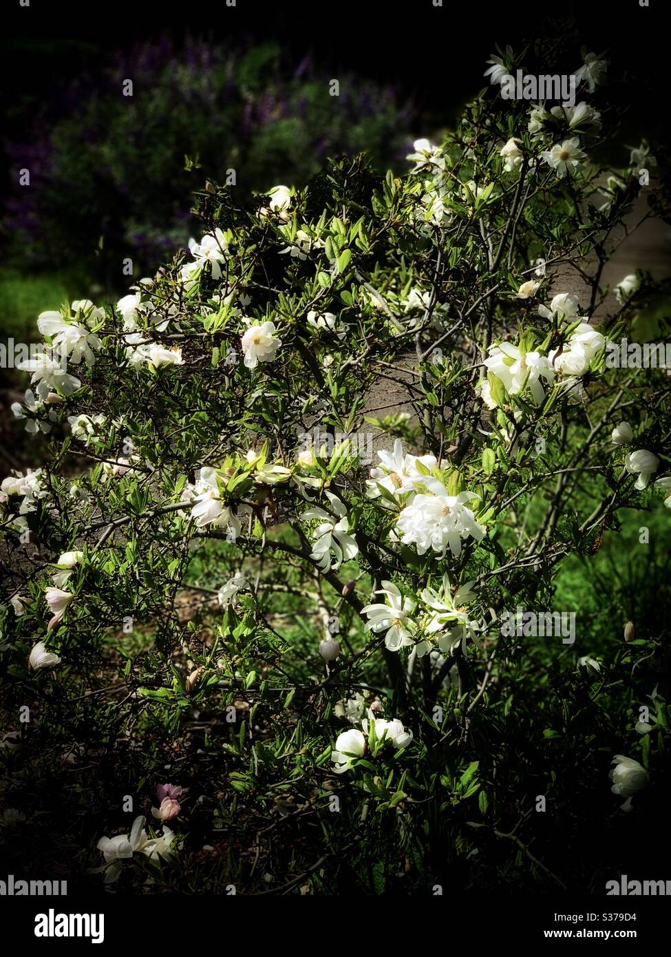 The white colour Rhododendron mucronatum (Blume) G. Don) on the right photo / 白色杜鵑 Stock Photo