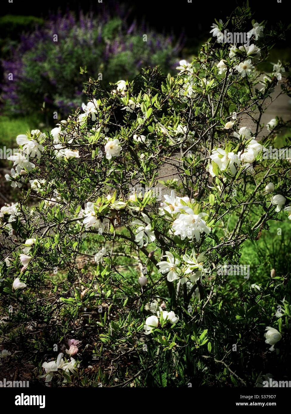 The white colour Rhododendron mucronatum (Blume) G. Don) on the right photo / 白色杜鵑 Stock Photo