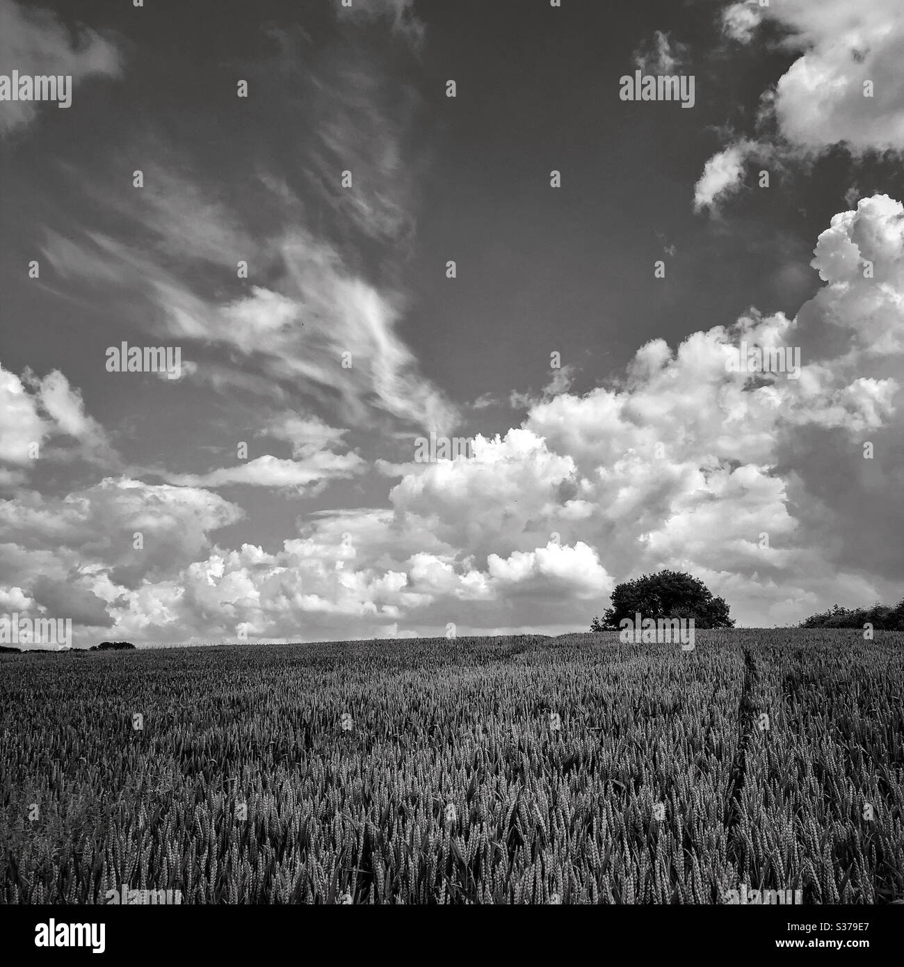 Field of wheat in black and white - Smartphone Captured Stock Image