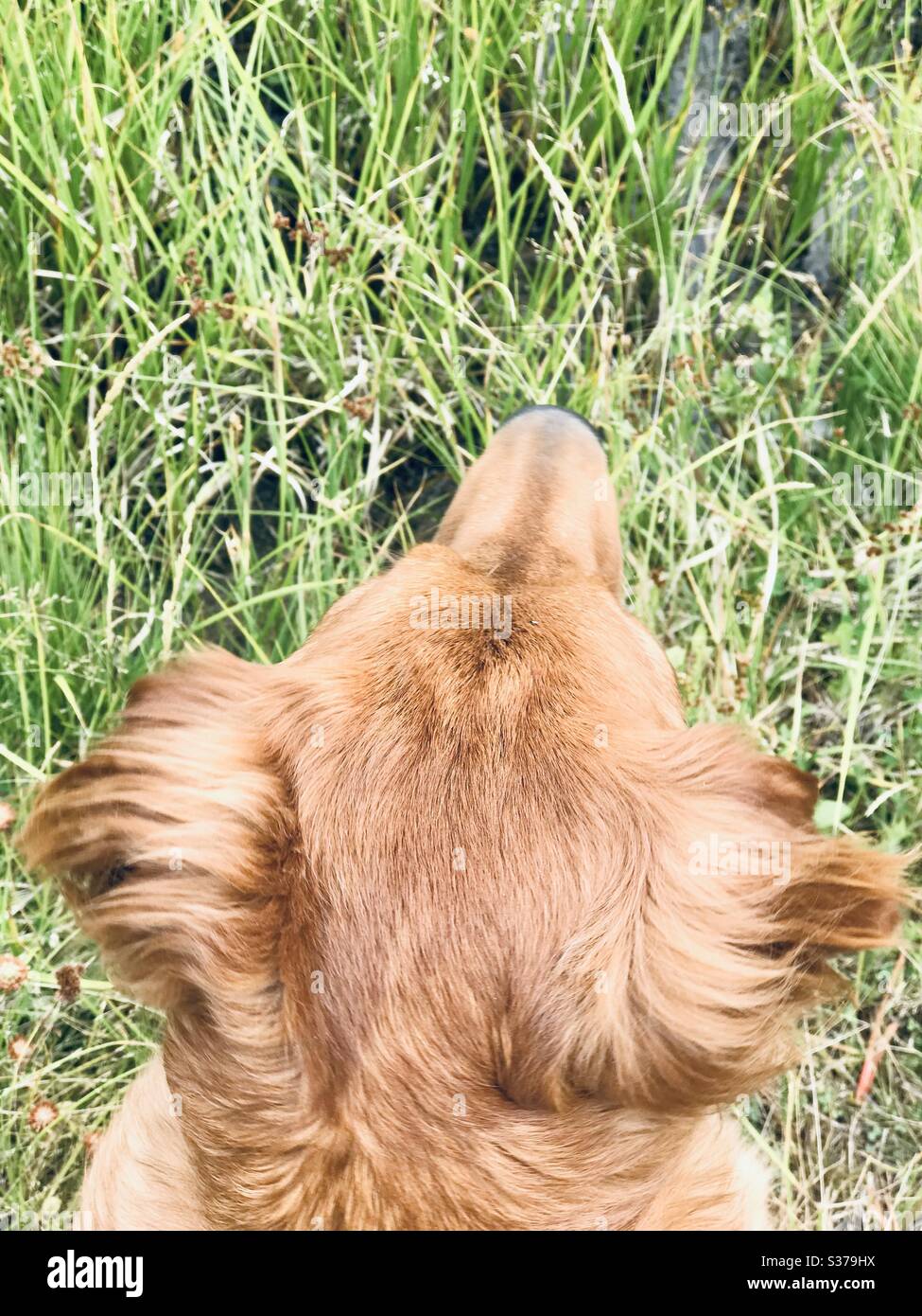 An aerial view of a golden retrievers head sitting in long green grass. Stock Photo