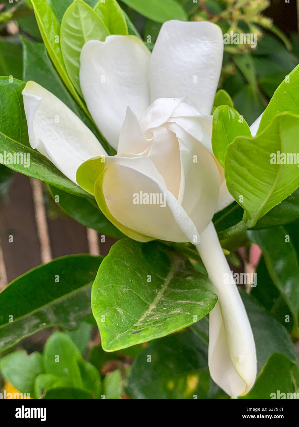 About to bloom, a Gardenia bud in a garden setting Stock Photo