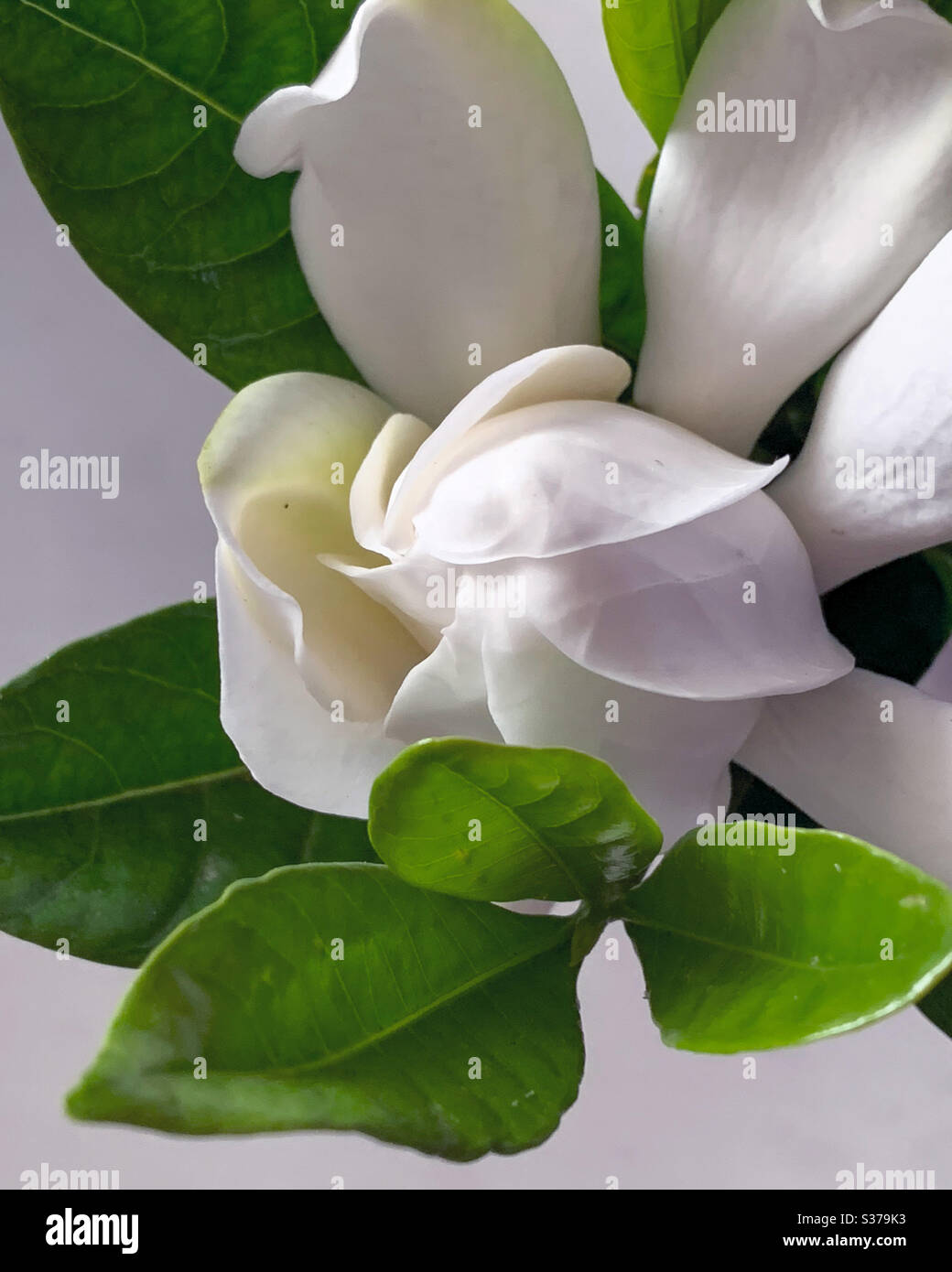 Gardenia blooming on plain background - Smartphone Captured Stock Image