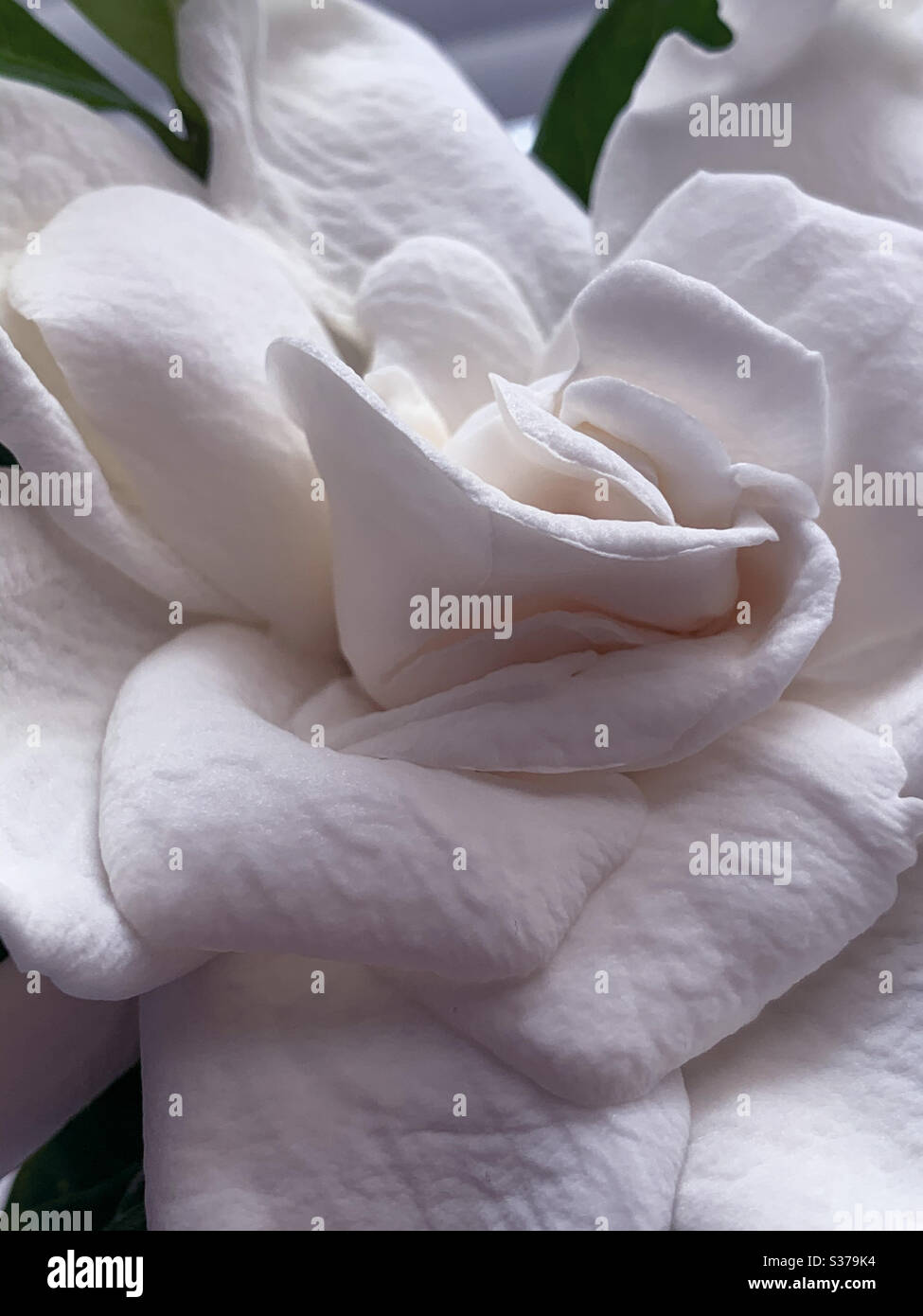 Macro of creamy white Gardenia with petals looking like rough parchment - Smartphone Captured Stock Image