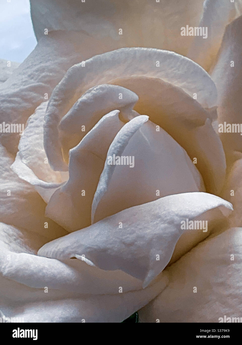 Full frame Macro of colour shades of cream in this Gardenia flower bloom - Smartphone Captured Stock Image