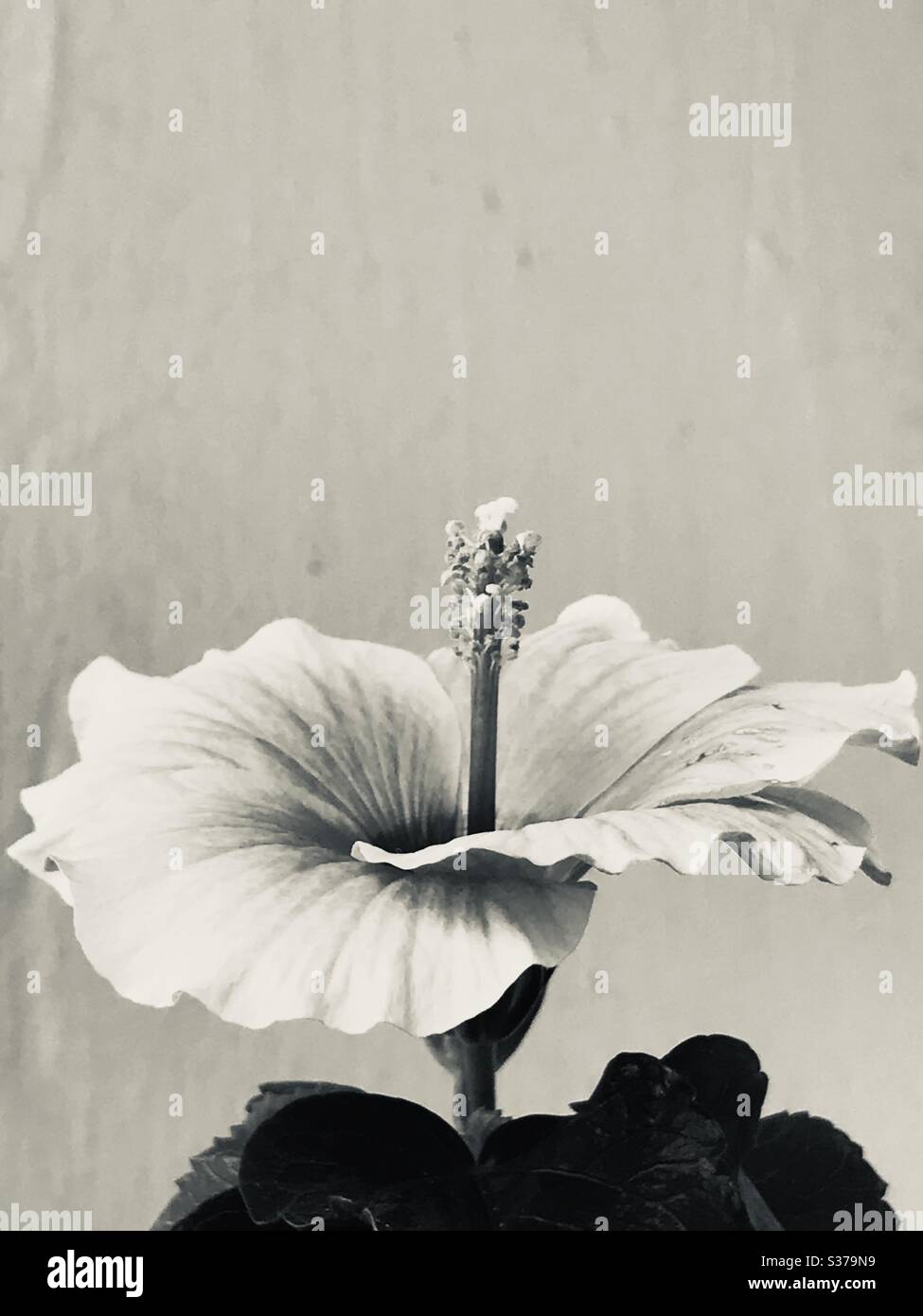Sun kissed bright orange colour hibiscus flower potted plant in black & white mode, Singapore-chembarathi Stock Photo