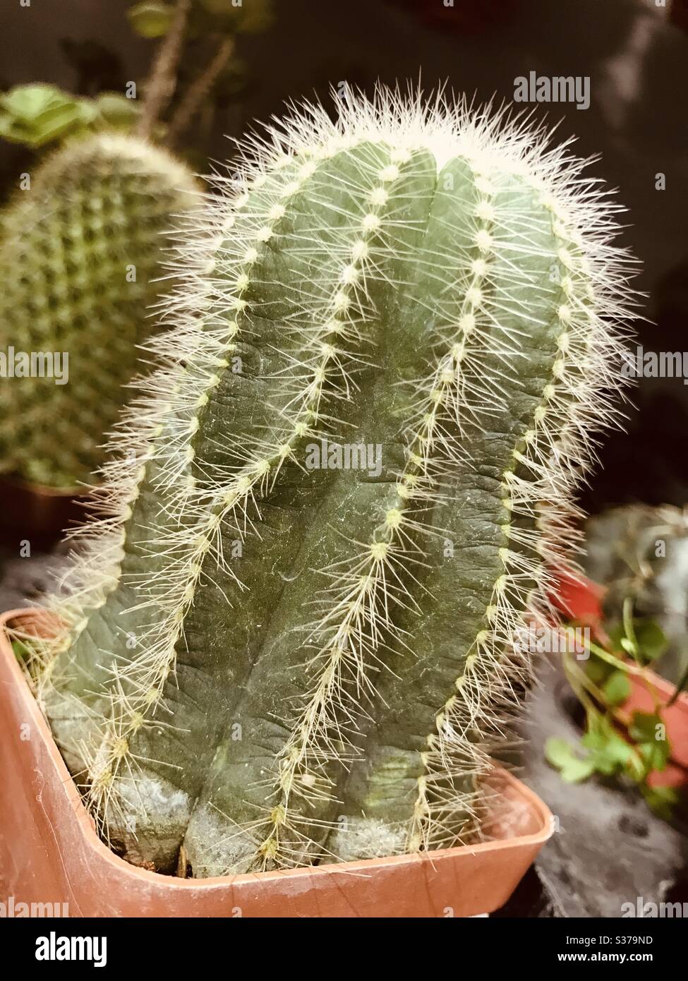 Hairy cactus in a small pot for sale in Singapore in dramatic look