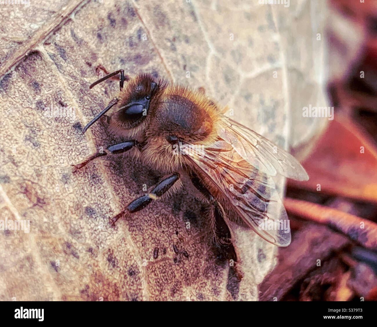 Macro honey bee hi-res stock photography and images - Alamy