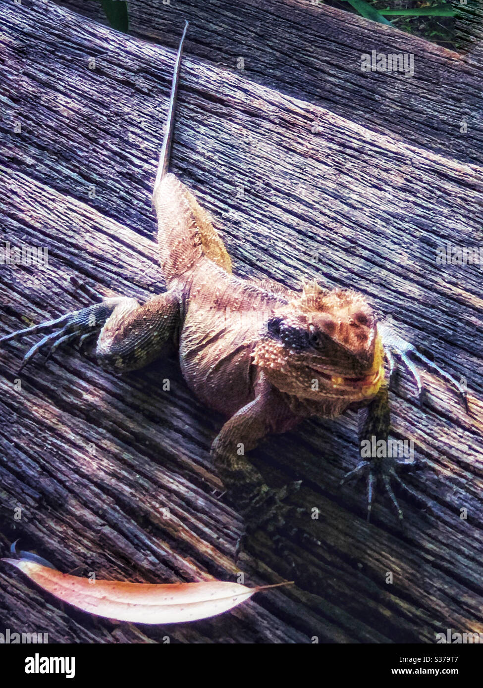 Lizard on wood, water Dragon, Australian reptile - Smartphone Captured Stock Image