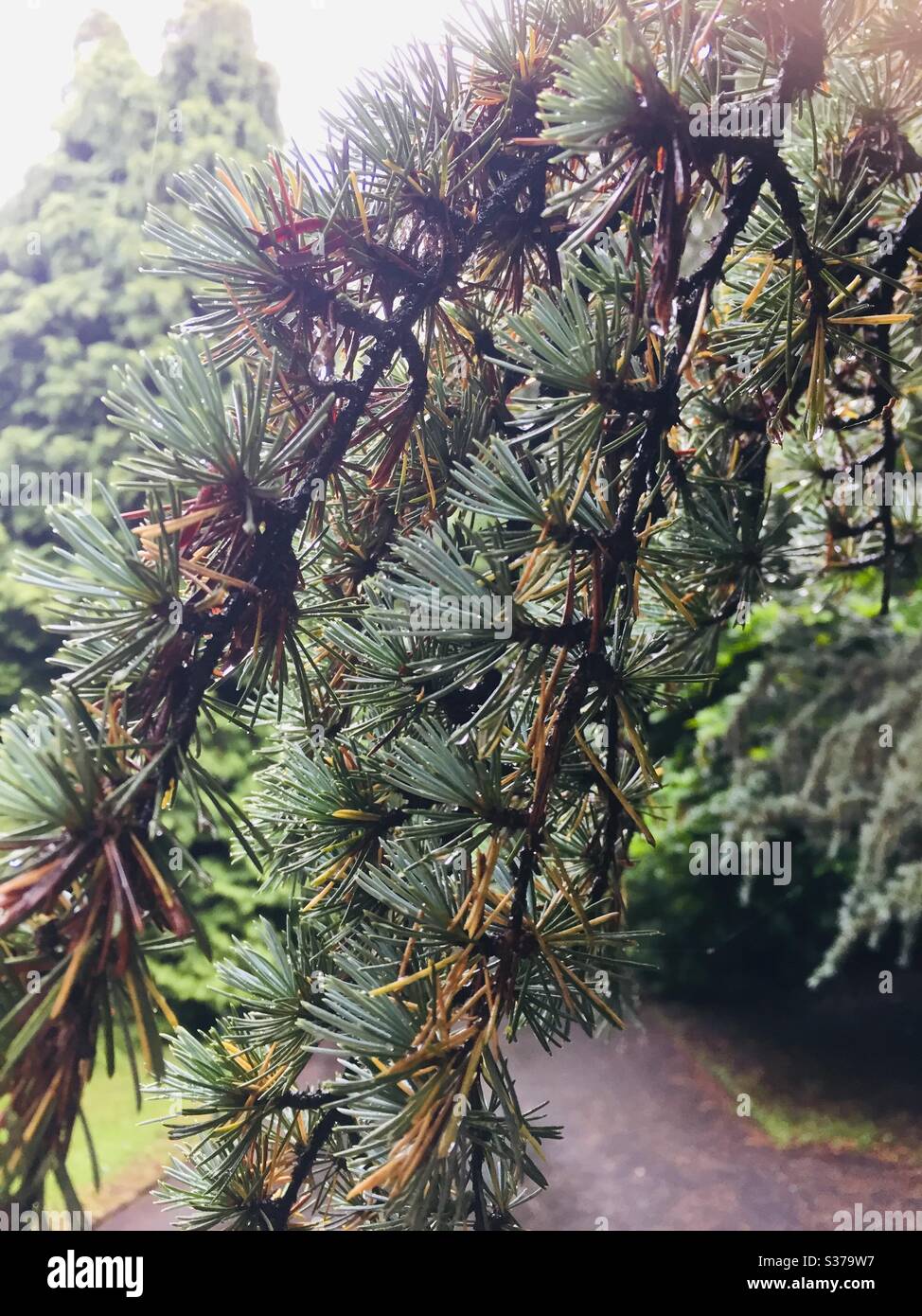 Rain drops on pine - Smartphone Captured Stock Image