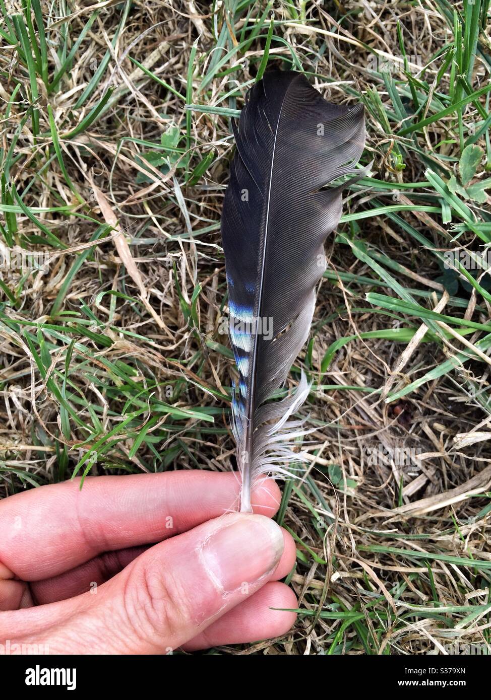 A woman's hand holding the feather of a Eurasian Jay - Smartphone Captured Stock Image