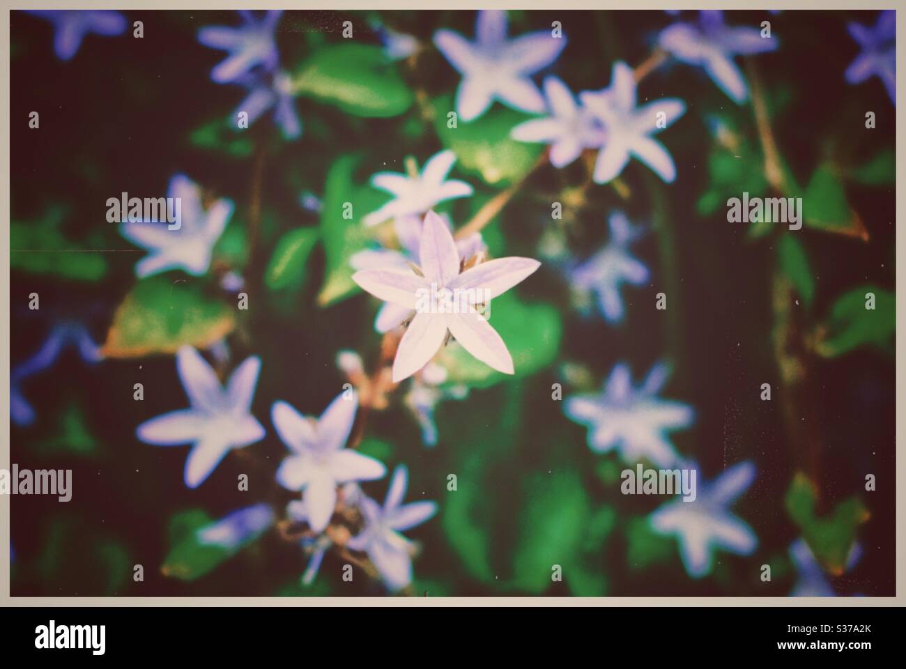 Amsonia Star Flower in Blossom Stock Photo