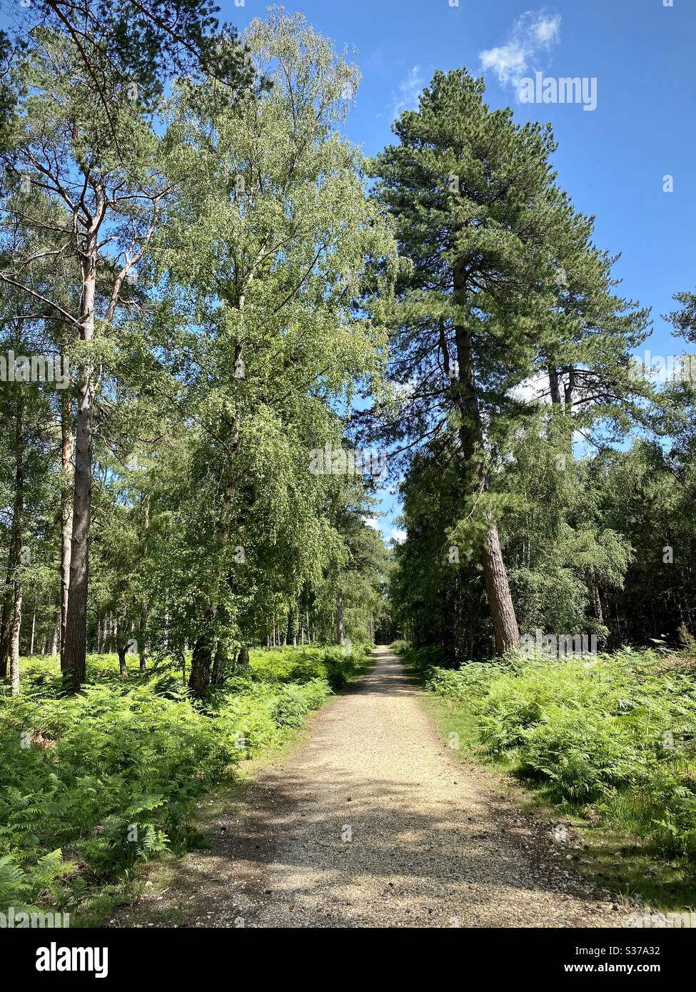 New Forest National Park, Hampshire, England, UK Stock Photo - Alamy