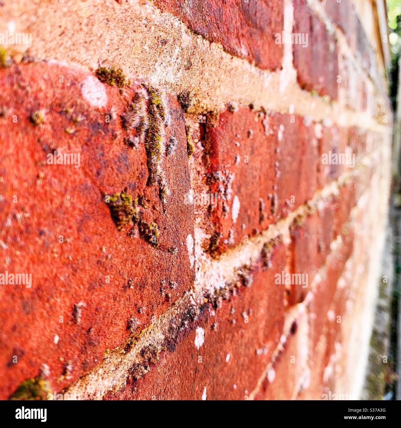 Brick walls with mosses hires stock photography and images Alamy