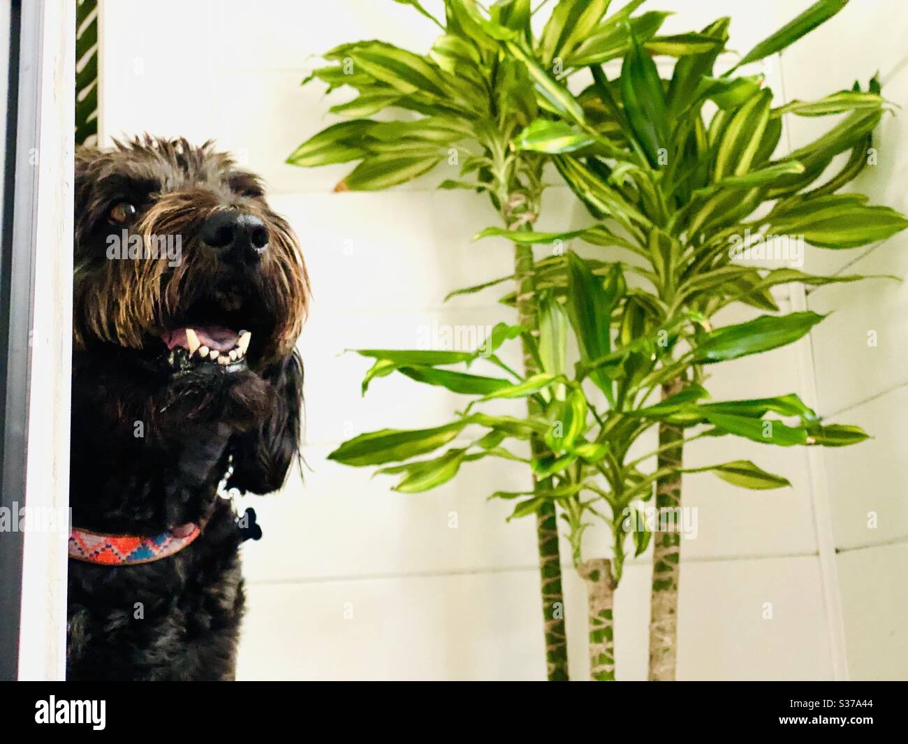 A happy black labradoodle dog. - Smartphone Captured Stock Image
