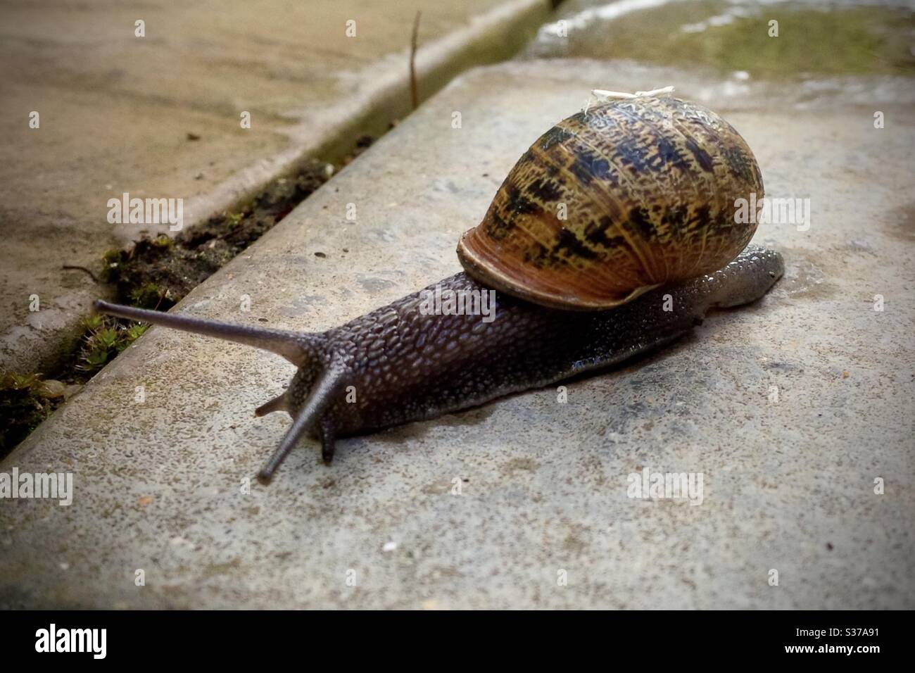 A garden snail crawling across a patio slab in a garden. - Smartphone Captured Stock Image