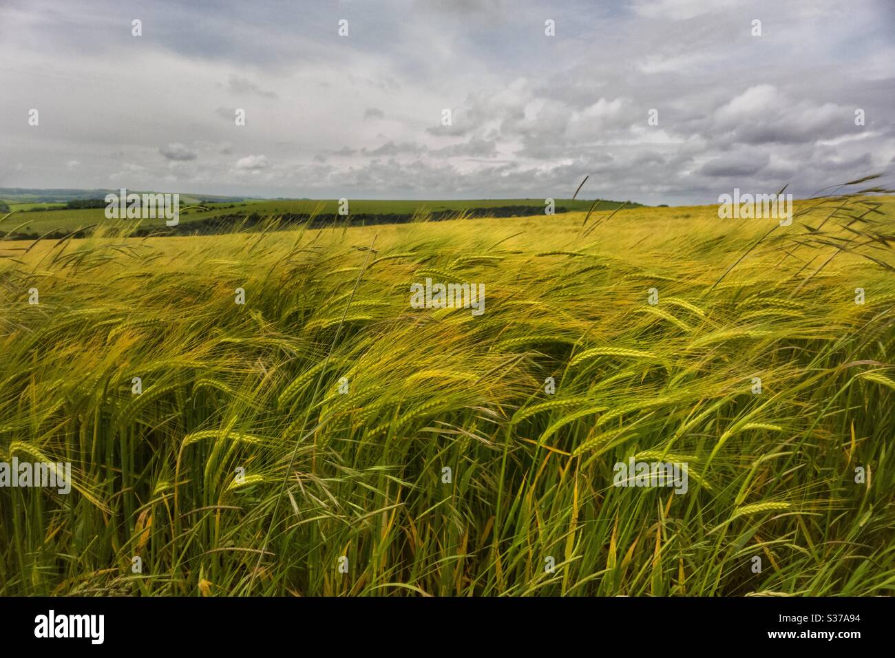 A field of barley swaying in the wind on the South Downs National Park, Sussex, England U.K. - Smartphone Captured Stock Image