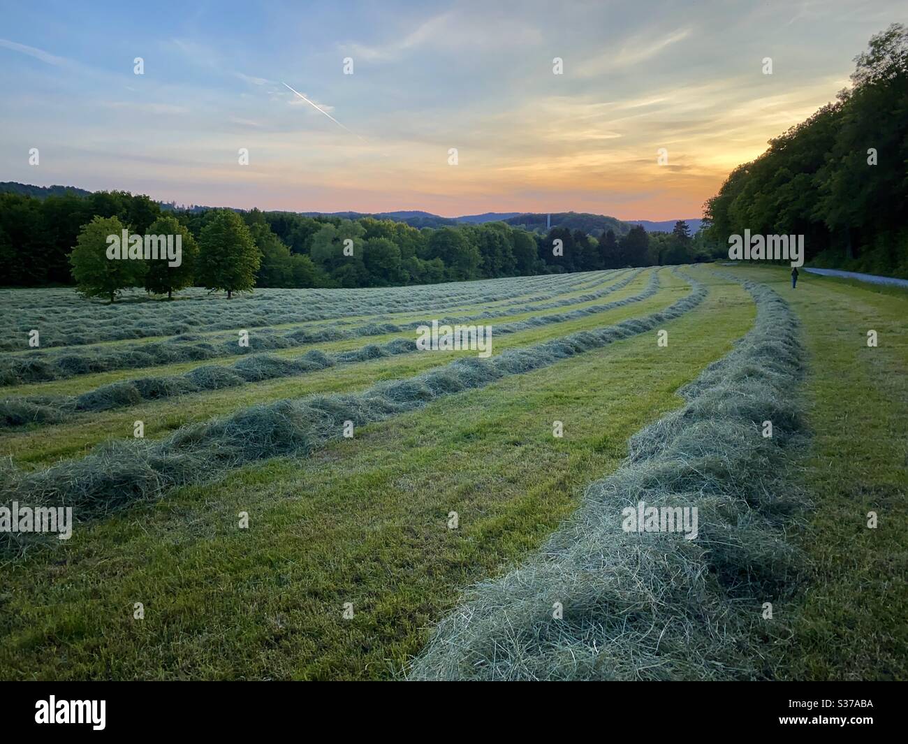 Last orange golden Sun light on meadows in Bielefeld, Germany - Smartphone Captured Stock Image