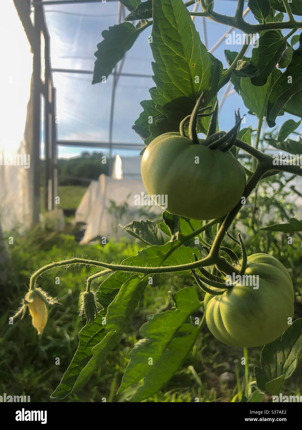 Green tomatoes ripen on the vine in a greenhouse. Agricultural nature background with copy space