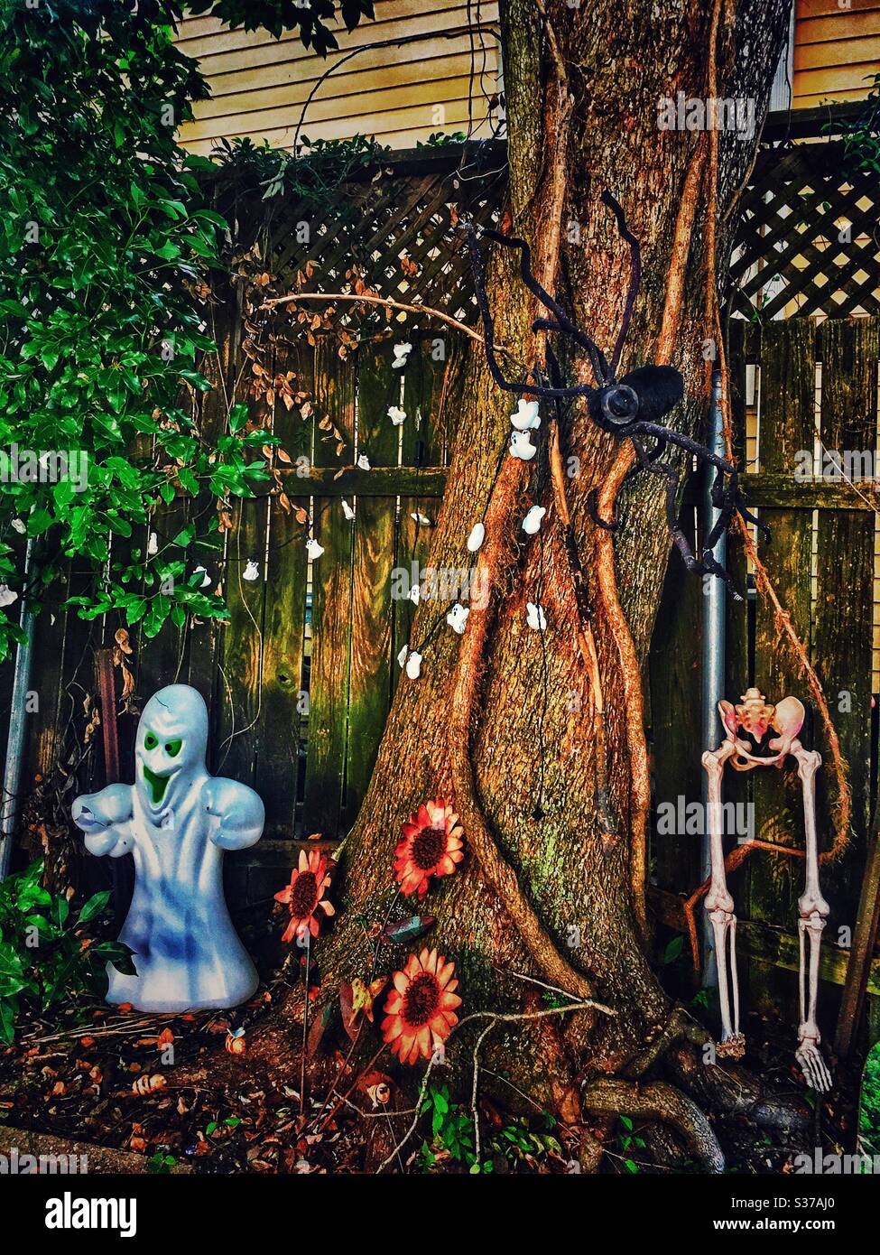 Halloween oak tree Stock Photo Alamy