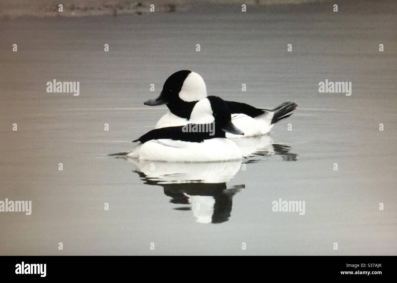Birds of North America . Bufflehead, Bucephala albeola,North American Birds,waterfowl, wildlife , ducks. Black, white, pair, couple - Smartphone Captured Stock Image