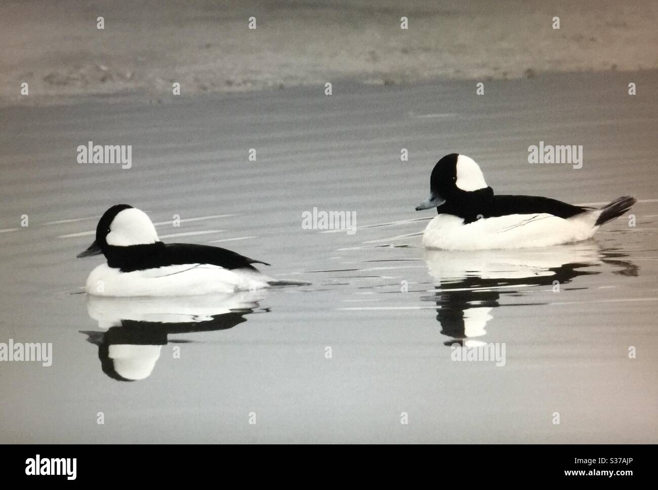 Birds of North America . Bufflehead, Bucephala albeola,North American Birds,waterfowl, wildlife , ducks. Black, white, pair, couple - Smartphone Captured Stock Image