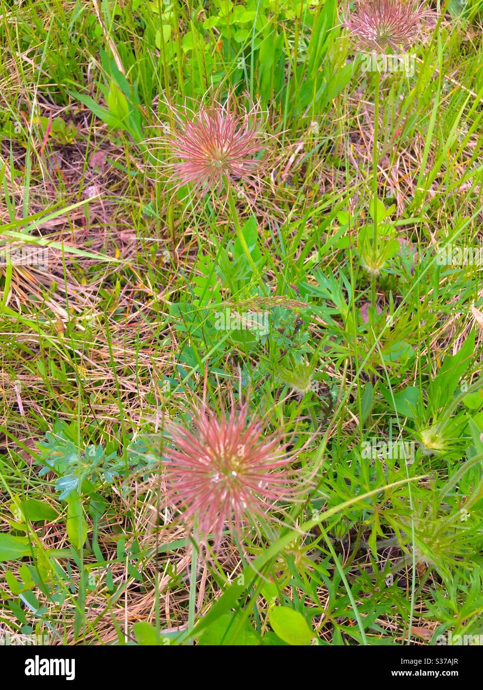 Geum triflorum, prairie smoke, three-flowered avens, or old man's whiskers, is a spring-blooming perennial herbaceous plant of North America from northern Canada to California and east to New York Stock Photo