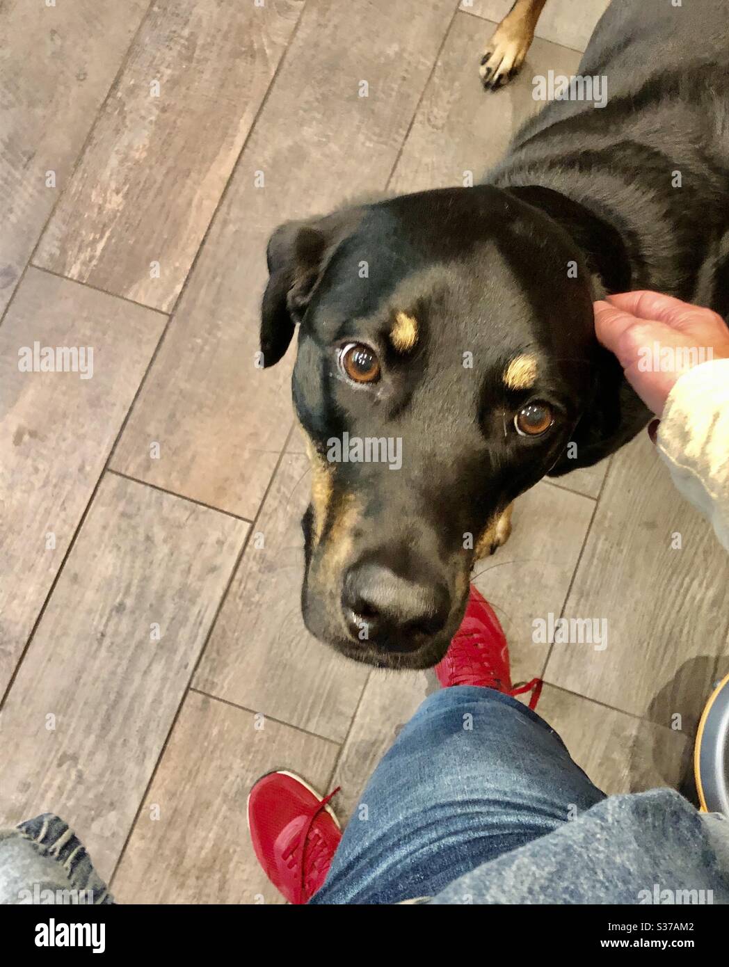 Which Dog Has The Best Hearing