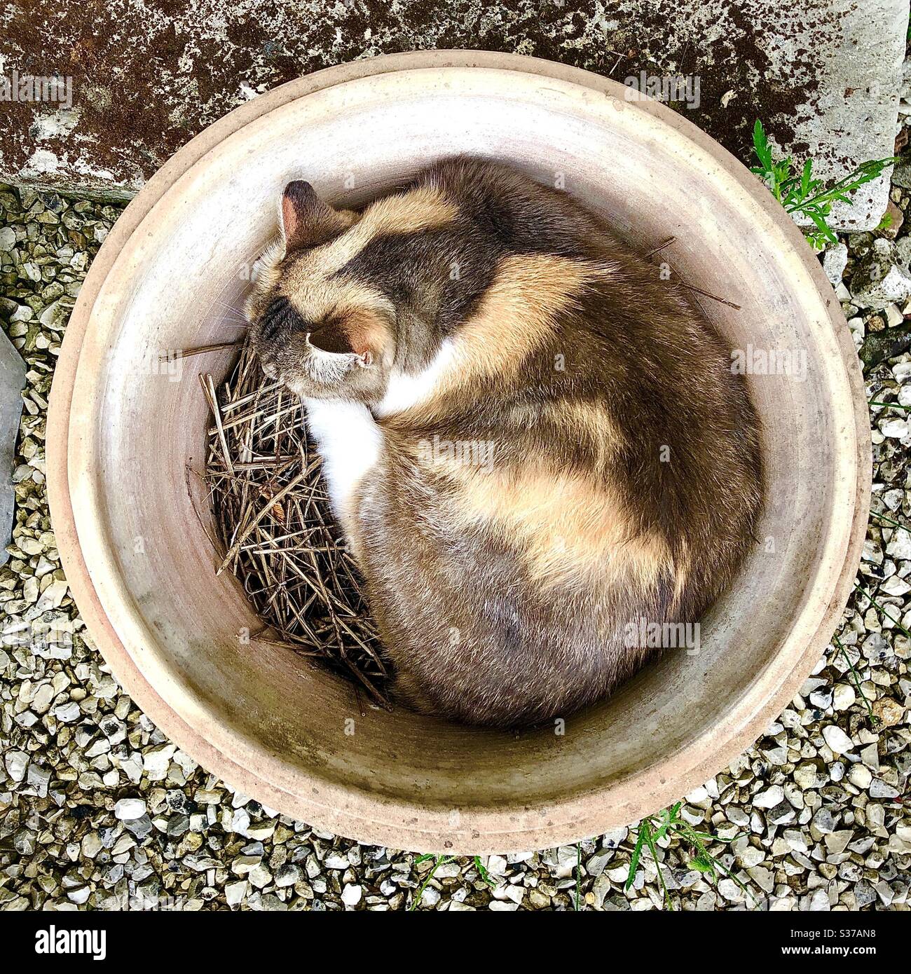 Tortoiseshell cat curled up and asleep in large garden urn. Stock Photo
