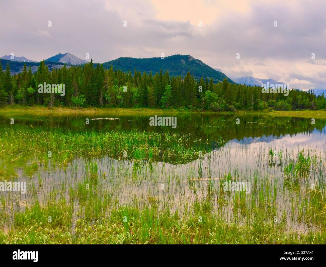 Middle Lake, Bow Valley Provincial Park, Kananaskis country, Alberta, Canada, Canadian Rockies , reflections. Mirrored, peaceful , calm, solitude, idyllic , forest, wilderness - Smartphone Captured Stock Image