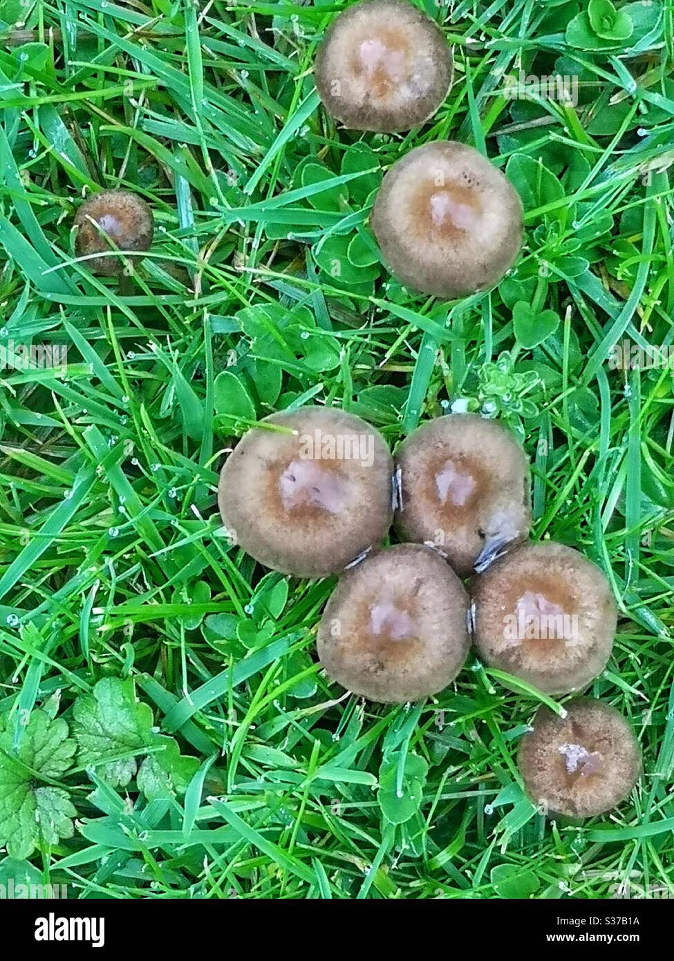 Brown toadstools growing on lawn Stock Photo - Alamy
