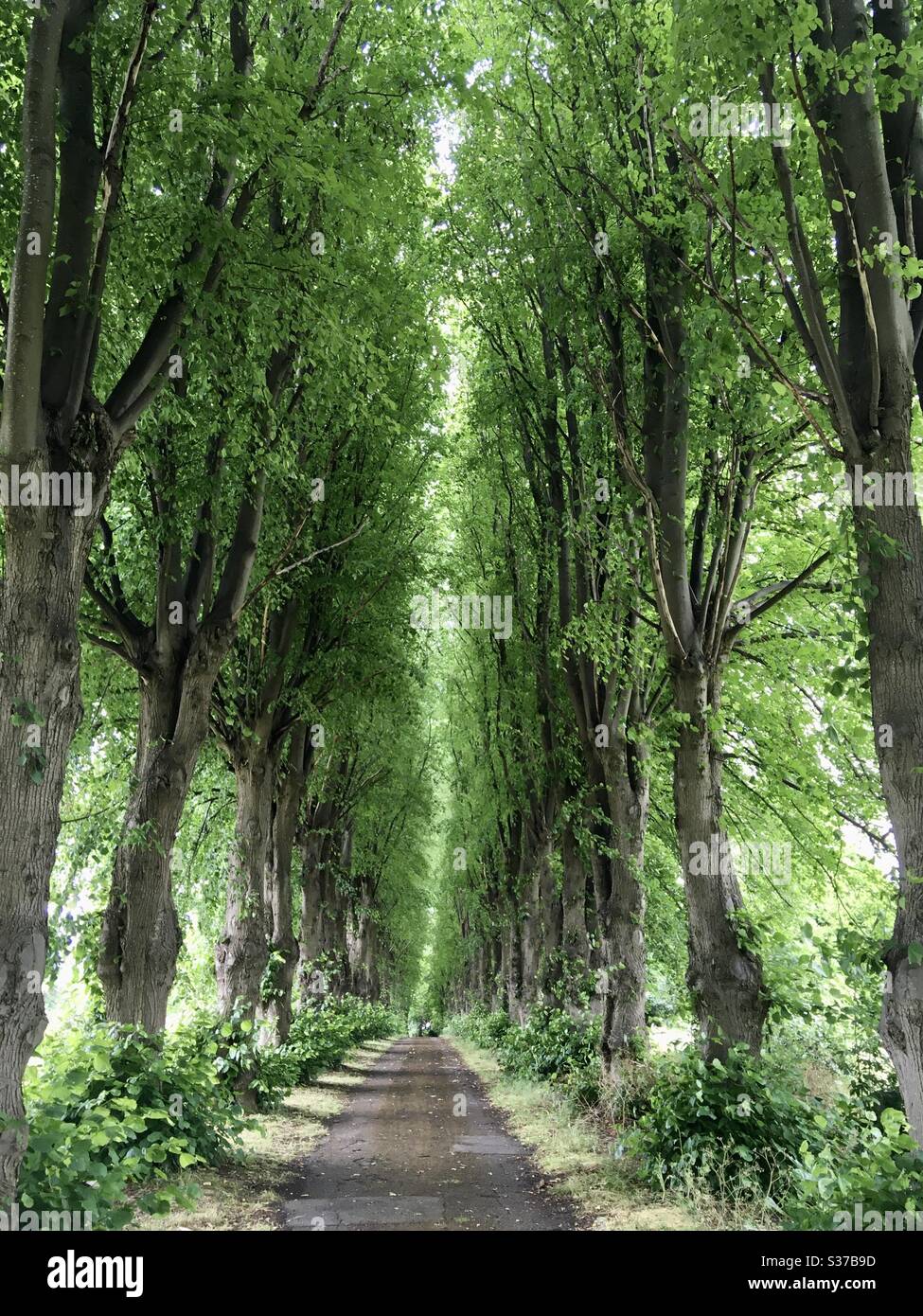 Avenue of trees in Luton General Cemetery, opened 1854 Stock Photo