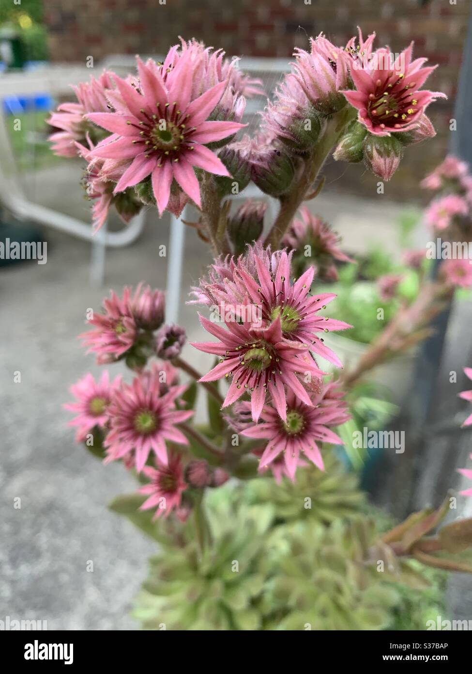 Pink flowers on blooming succulent plant Stock Photo