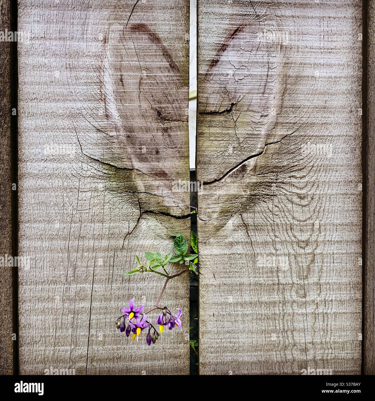 Purple Belladonna plant growing out of heart on wooden fence Stock Photo