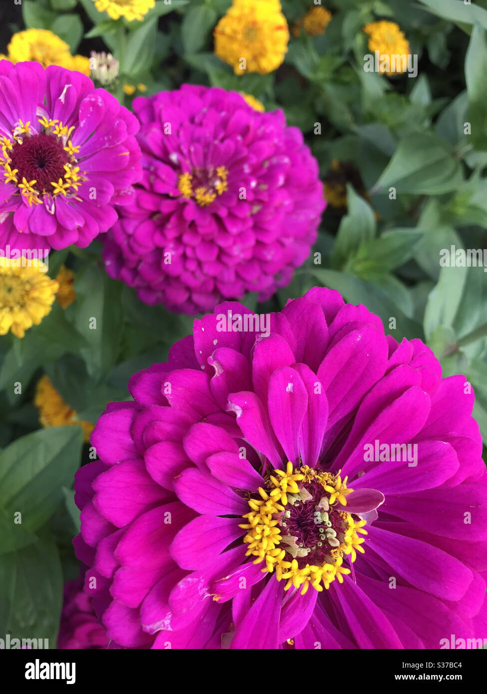 Close up of beautiful flowers in the garden at summer time Stock Photo