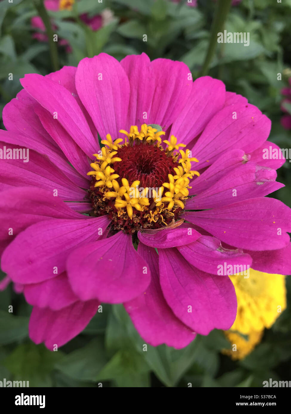 Close up of a beautiful flower in the garden at summer time Stock Photo