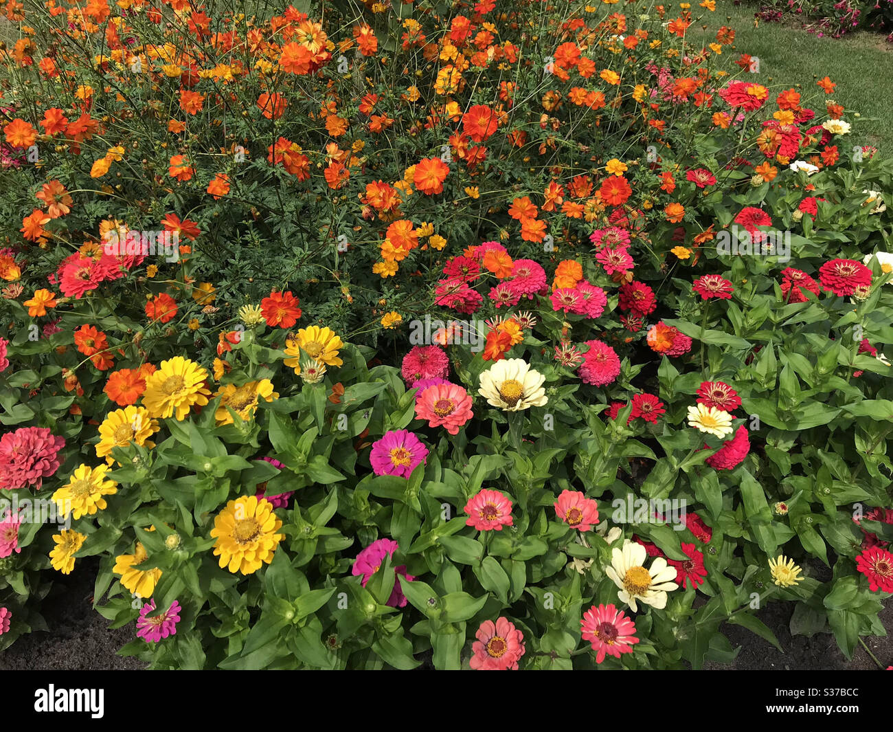 Close up of beautiful flowers in the garden at summer time Stock Photo