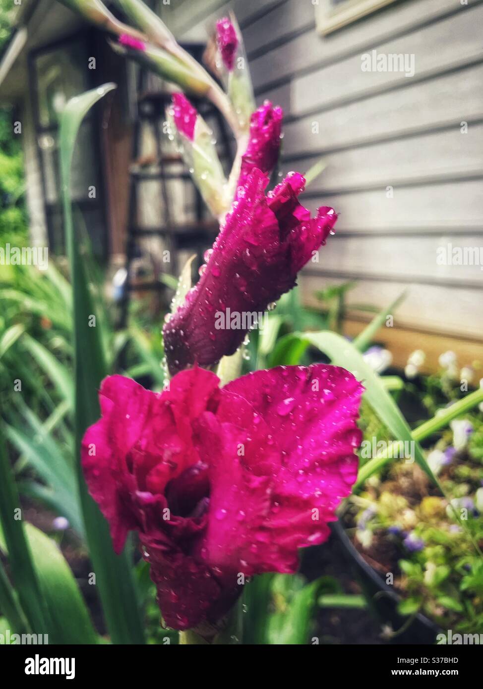 Partially opened maroon gladiolus blossoms with raindrops in early summer garden Stock Photo