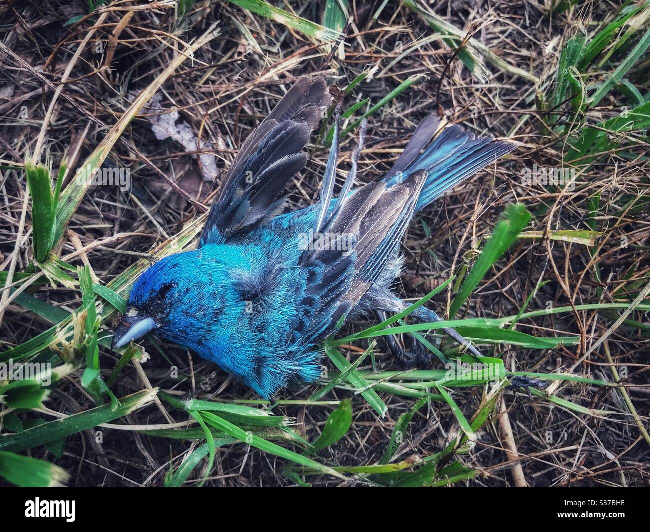 Dead Indigo Bunting found on roadside - Smartphone Captured Stock Image