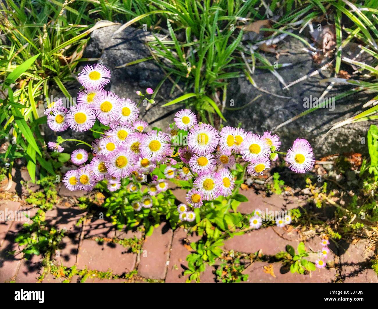 A cluster of small delicate flowers. - Smartphone Captured Stock Image