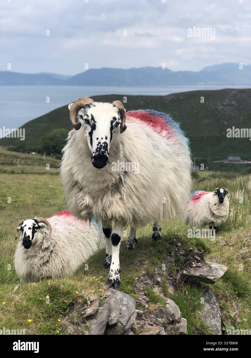 Some irish sheep lounging in the luscious green hills at the seaside Stock Photo